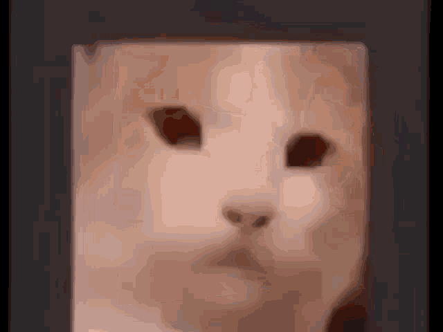 spinning cat